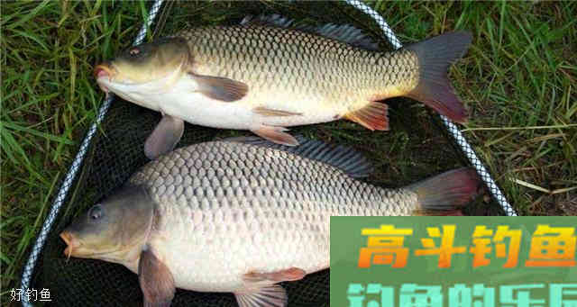 钓鲤鱼除了怎么搭配鱼饵，还应该知道什么技巧