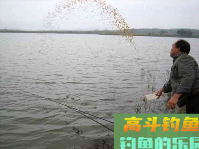 如何制作玉米粒钓饵？如何选点打窝与玉米粒使用技巧