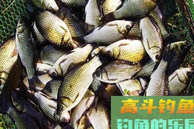 自制桂花小药，夏季野钓鲫鲤效果好