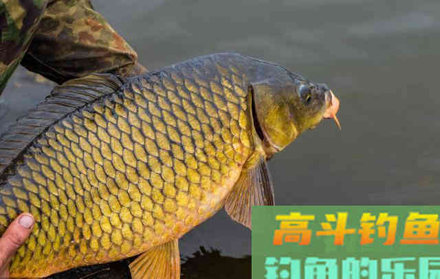 野钓拉饵不好使的时候，试试这三种搓饵