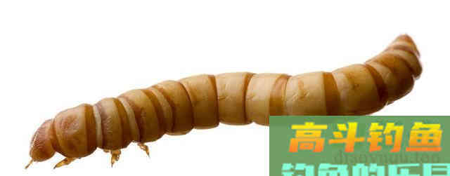 蛆虫钓鱼，你试过吗？开看看吧