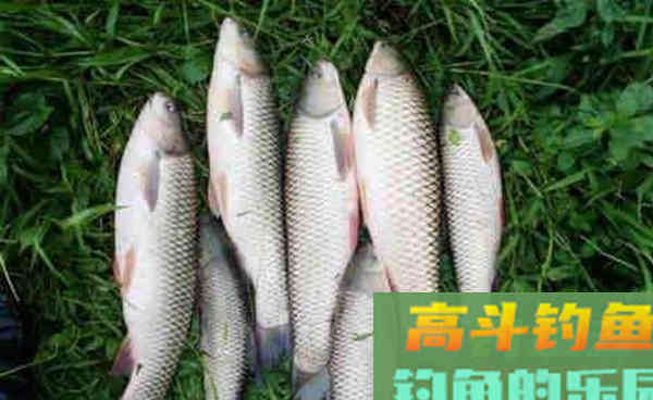 两种嫩玉米饵料制作方法，夏钓草鱼很给力