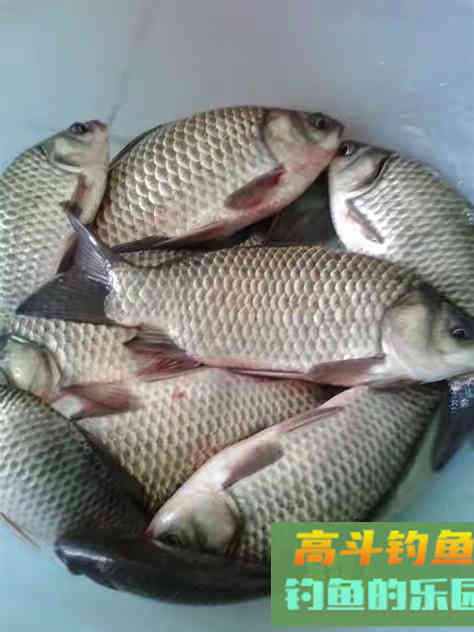 钓鱼在不同季节中，用饵的技巧总结，季钓大鱼