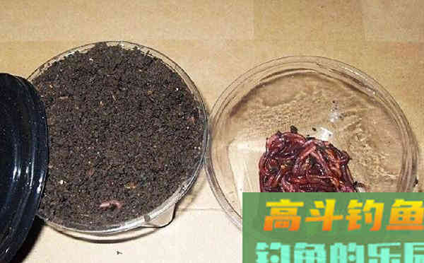 自制钓鱼小药，要多上鱼，不妨加一点