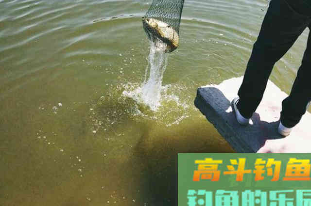 给人当了一个月的小工，偷师得到窝料饵料配方