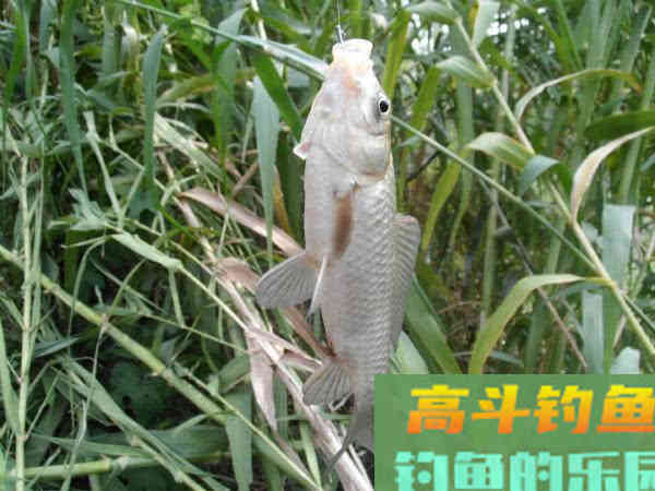 自制一款经济实用的小麦诱饵，会用的钓鱼人不多