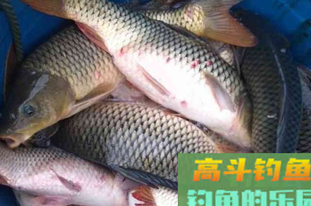 自制酒米鱼不吃？不是鱼挑食，问题出在这些地方