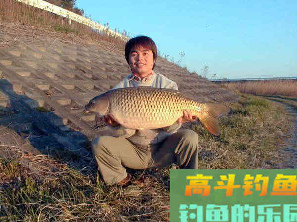 如何制作玉米粒钓饵？如何选点打窝与玉米粒使用技巧
