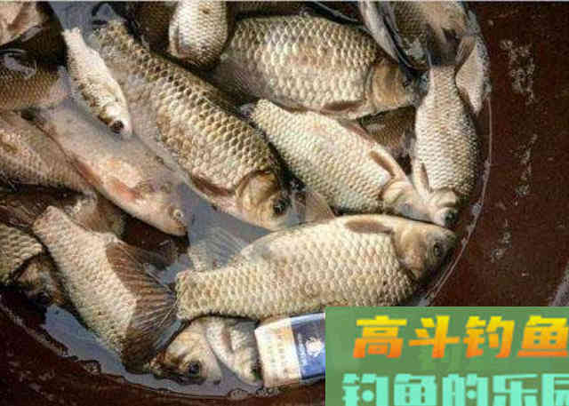 户外野钓大板鲫时，可以灵活搭配的一款饵料配方