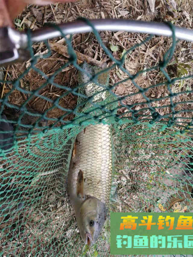 秋天的开饵思路，以及用饵技巧