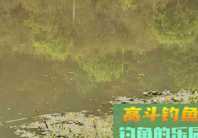 野生大草鱼警惕高、很难钓？做窝方法是核心
