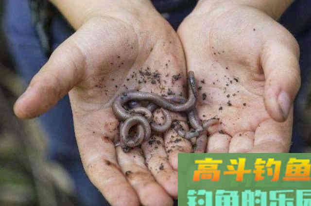 蚯蚓钓鱼时，用对方法，板鲫格外好钓