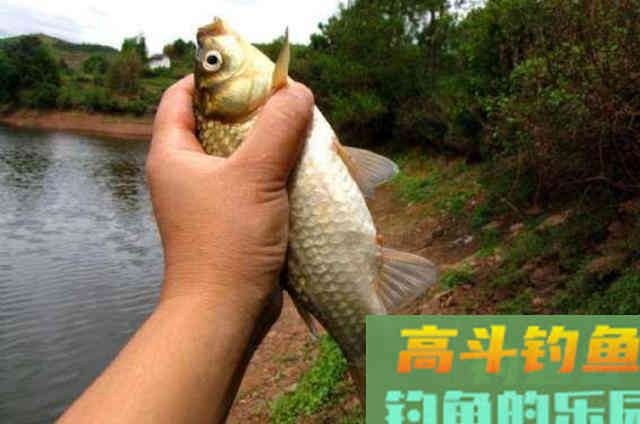 野钓大板鲫，这自制特效饵很管用