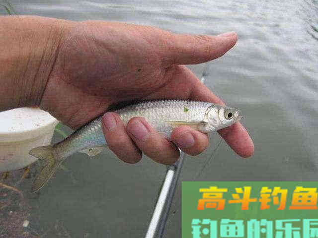 发窝之后有口，始终不能连竿，还动不动就停口