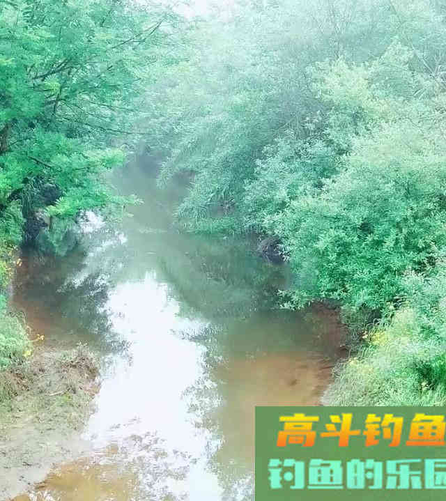 传统谷麦钓法，酒米谷麦饵料详细教学