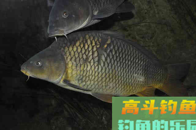 都说钓鱼要用粮食换，该如何打窝，从四个方面考虑