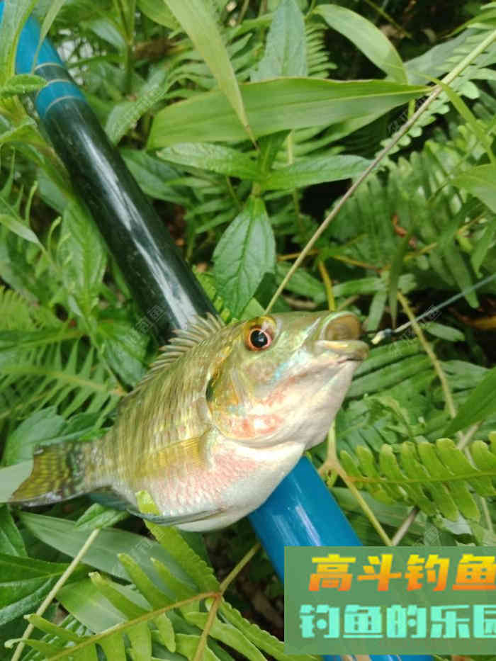 回家顺手试自配草鱼饵，还是七彩非伴随左右
