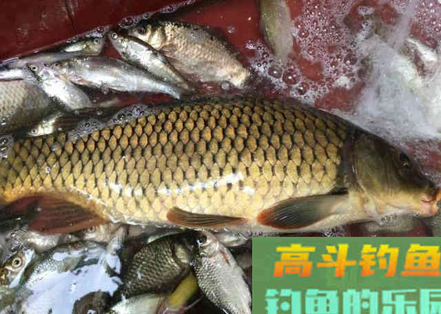 这五种天然小药就藏在厨房