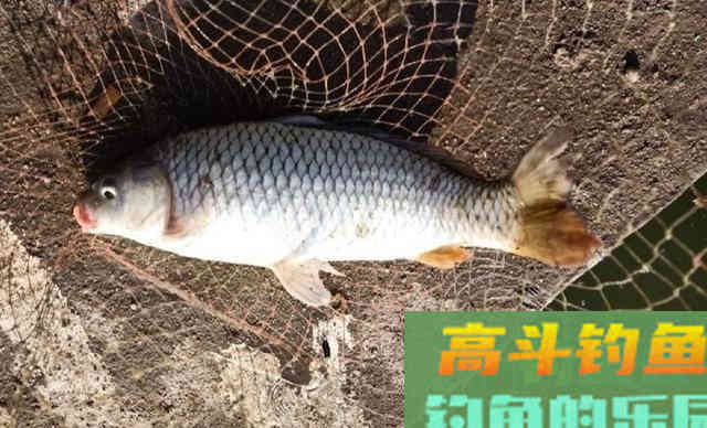 用于冬钓的酒米颗粒钓罗非鱼，还还能钓野生大板鲫