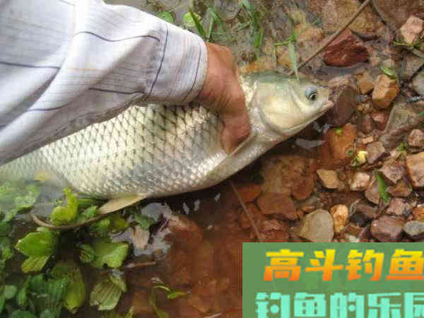 都知道用玉米粒可以钓大鱼，但具体该如何使用