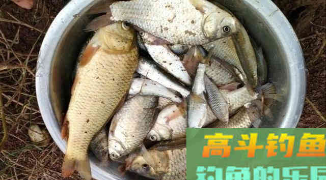 诱钓鲫鱼，小麦窝料制作教学，钓获十条鲫鱼