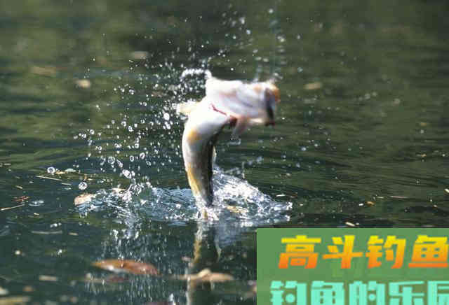 钓鱼打窝有技巧，补窝也同样很重要