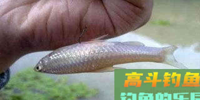 野钓时想要快速发窝，拉饵的这几个技巧要掌握