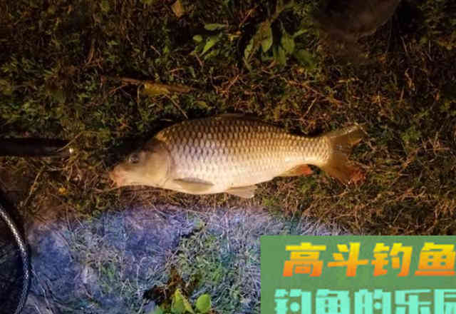 春季湖边夜钓，用蚯蚓作钓黄辣丁，钓获3斤野生鲤鱼