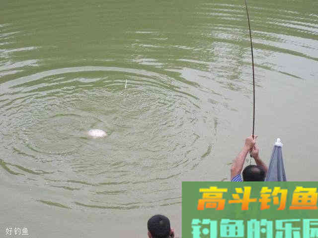春季抽窝诱鲫鱼，别人已经连杆，而自己还没有发窝