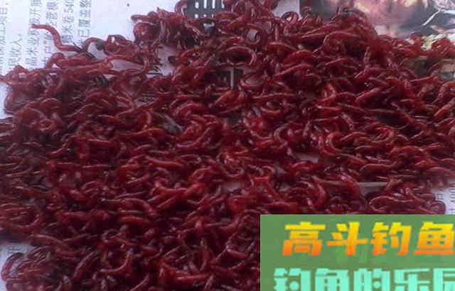分享几种红虫钓鱼的用法