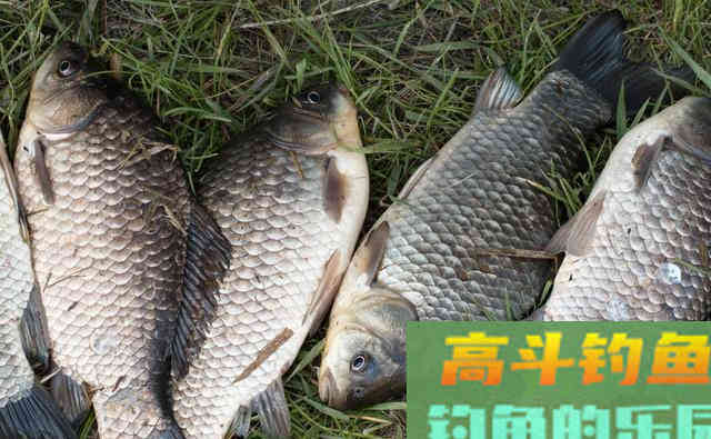 初春钓鱼做饵料时加点羊油，鲫鱼咬钩快