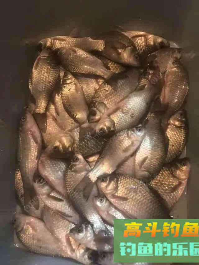 蓝鲫+九一八饵料这样用，鱼获少不了