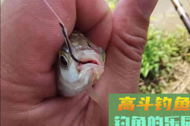 冬季要想钓好鲫鱼，必须事先了解的3个用饵绝活