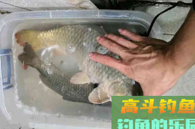 30年钓鱼人首次揭露，糠饼钓饵的使用