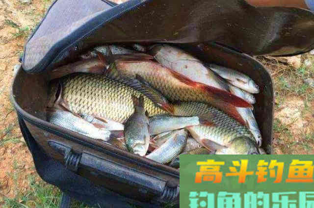 用玉米饵搭配的用法，效果如何