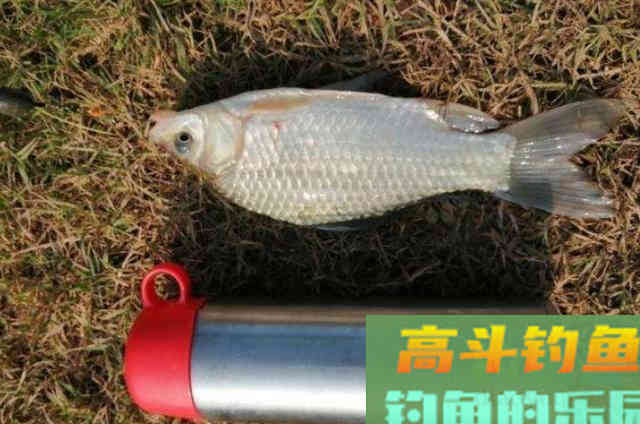蚯蚓钓鱼时，用对方法，板鲫格外好钓