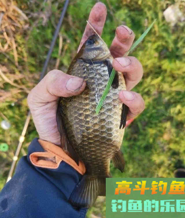 酒米窝料诱鱼，钓获100多条野生鲫鱼