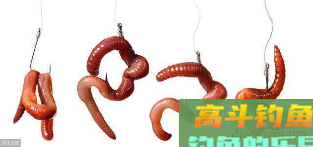 蚯蚓野钓还有这三个误区？很多新手都不知道