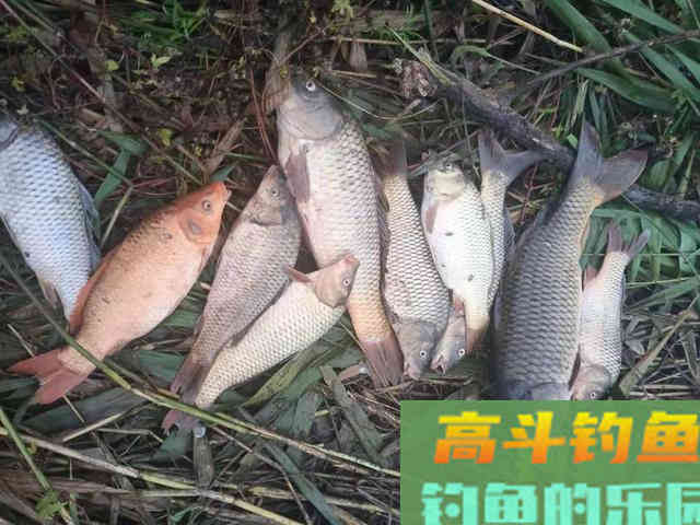辽河海竿钓鲤鱼多年，玉米面最好用，附糟食饵配制步骤