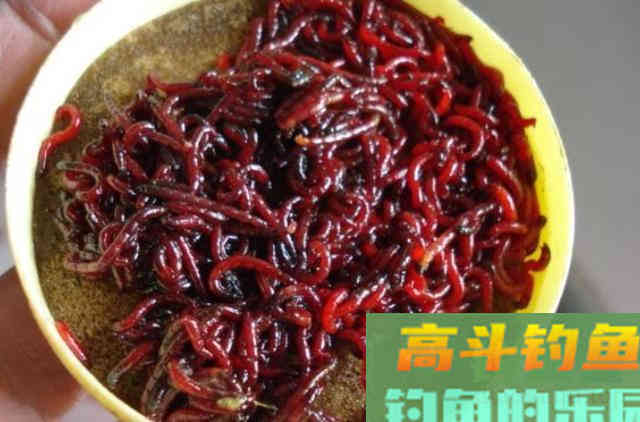 冷天钓鱼时，使用蚯蚓与红虫饵的一些优缺点