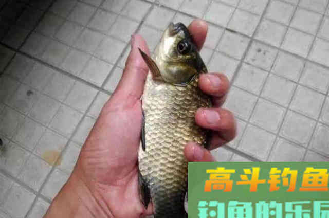 如何灵活用饵？正确搭配钓鱼用饵的腥与香