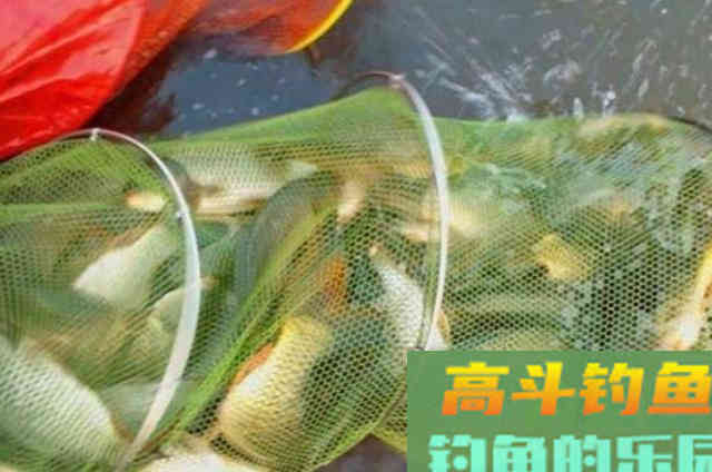 这饵能不香吗？不仅不花钱，上钩的鲤鱼还特大