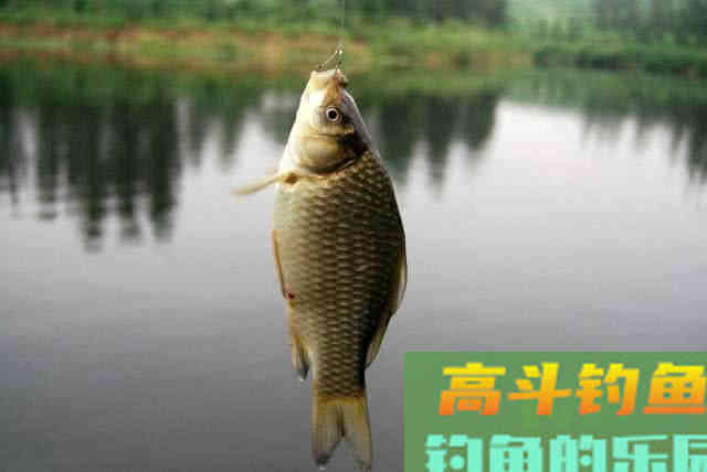 什么是酒米？如何制作酒米的步骤与注意事项