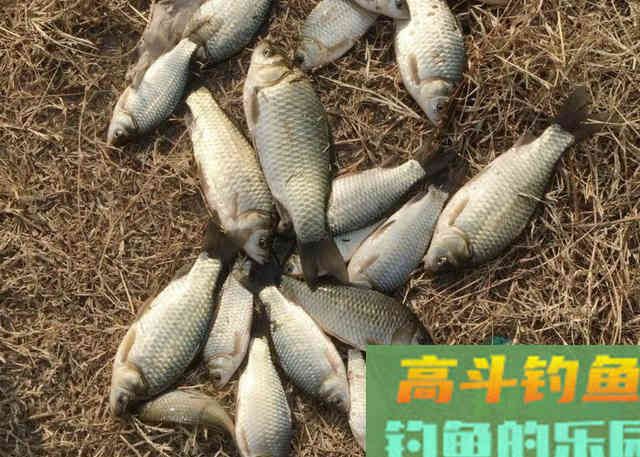 诱来鱼不吃钩，难道是钓饵不合鱼的口味？