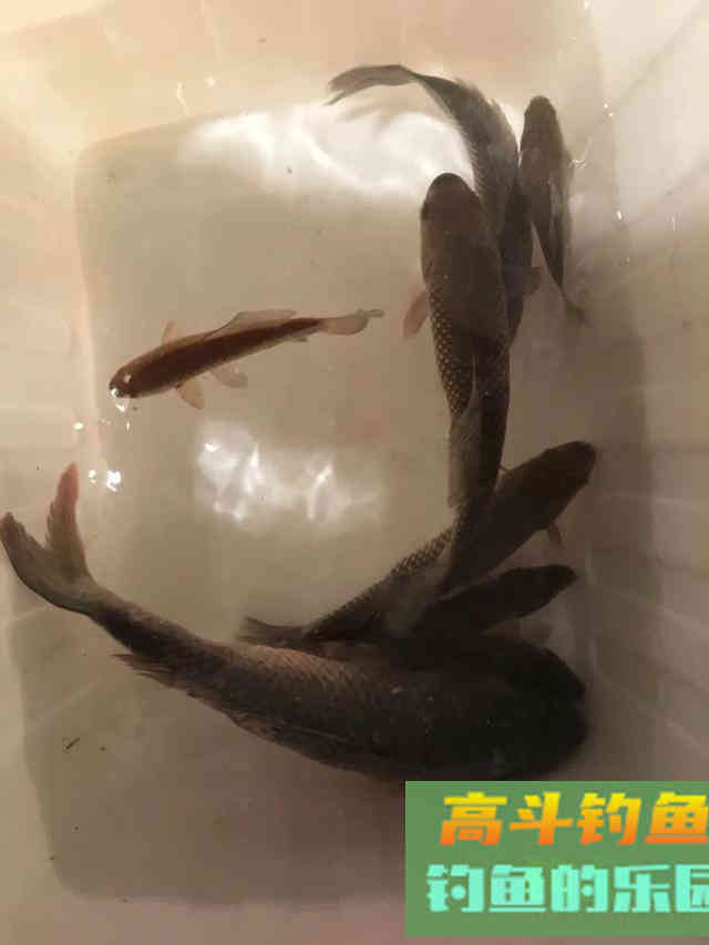 蓝鲫+九一八饵料这样用，鱼获少不了