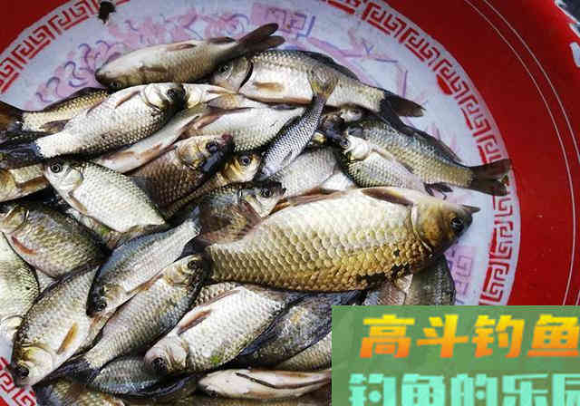 水边捡到一包臭豆腐饵料当中掺了点，半天钓得28斤鱼