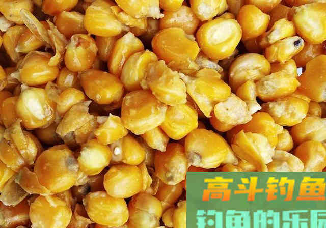 好用的鱼饵不仅是蚯蚓，这几种物料做饵料效果好