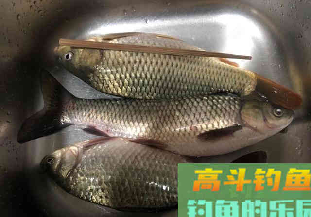长江野钓，自制纯粮食饵料教学，钓获3条长江野生大鱼