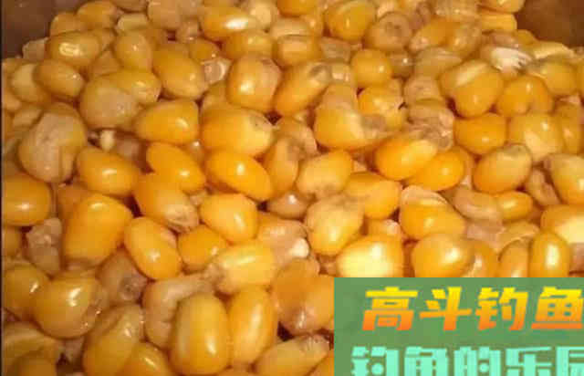 鱼为什么喜欢吃玉米粒？还被钓鱼人称为素饵之王