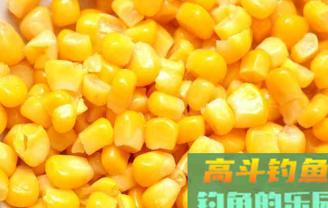 玉米粒麦粒简单加工，成窝料，诱鱼快留鱼多
